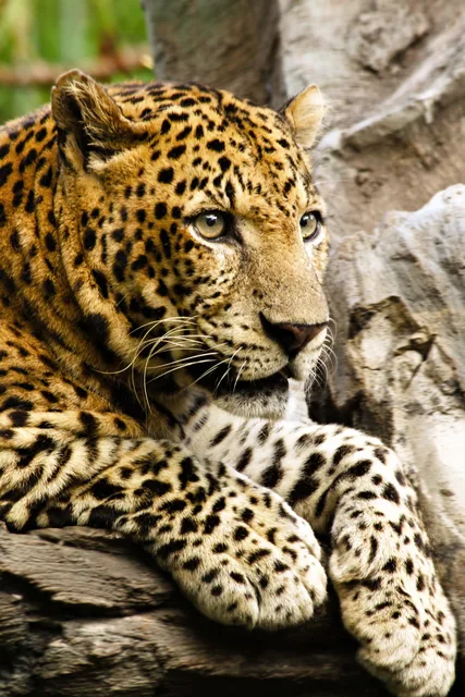 Leopar