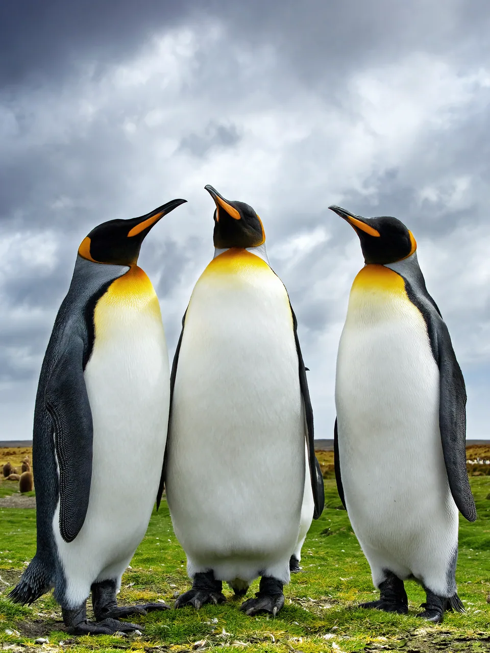 Penguen Ailesi kanvas tablo