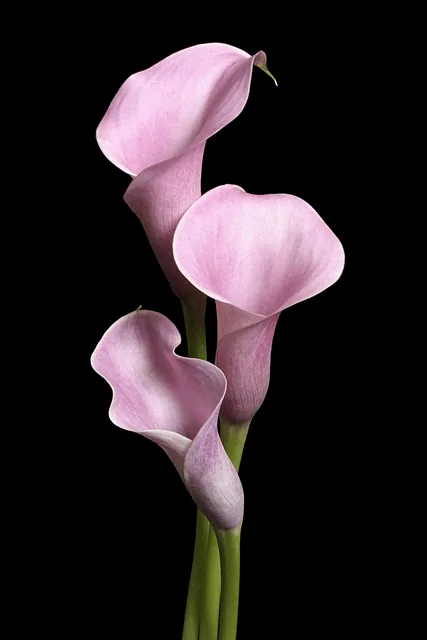 Pembe Zambaklar