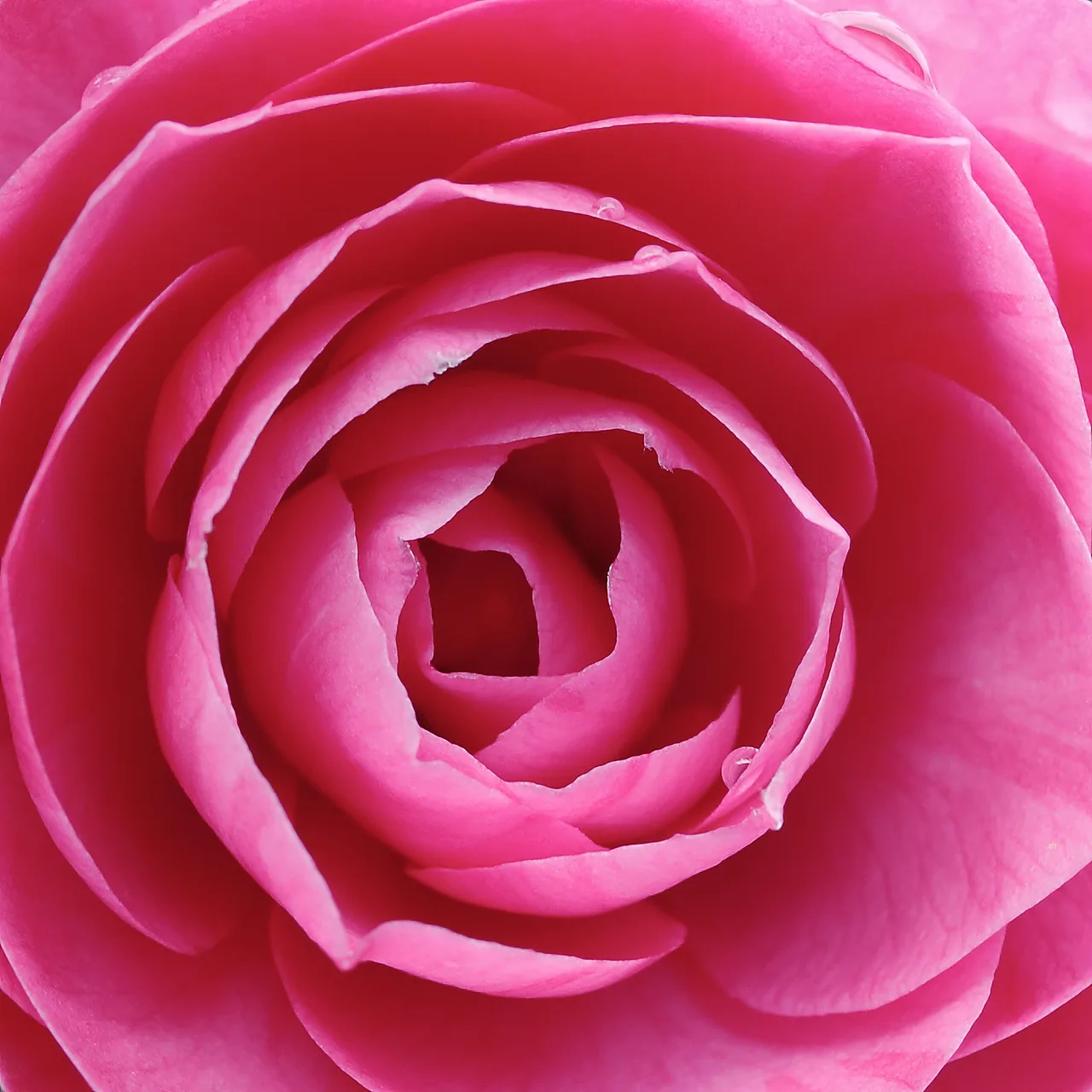 Pembe Gül kanvas tablo