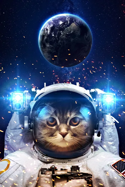 Uzayda Kedi