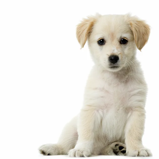 Golden Retriever Yavrusu