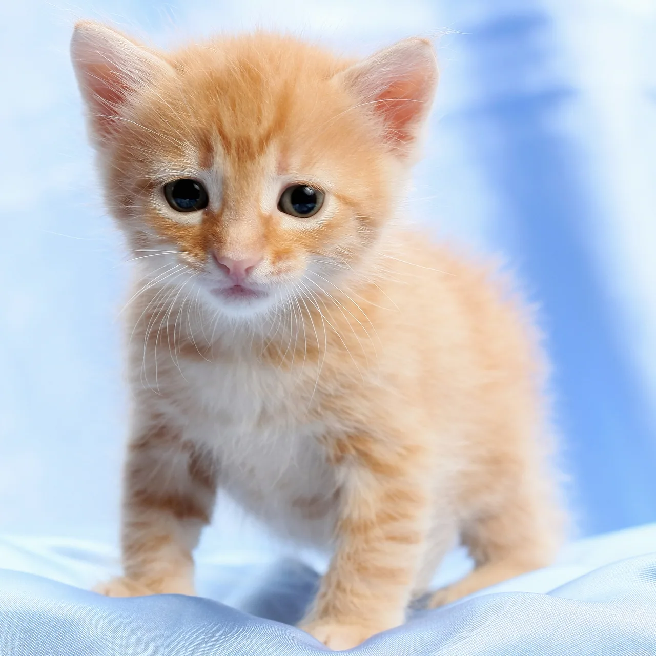 Yavru Kedi kanvas tablo
