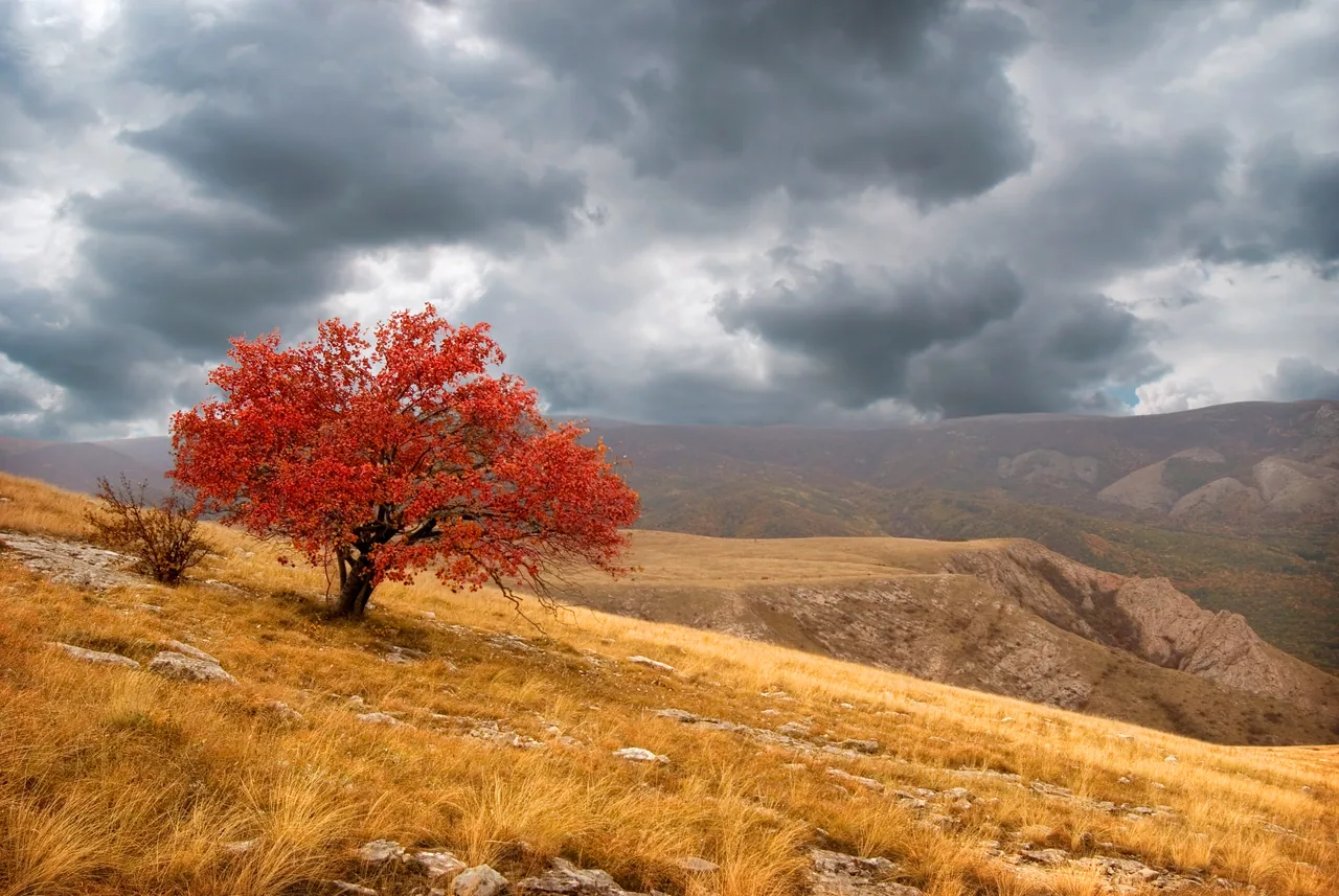 Kırmızı Ağaç kanvas tablo
