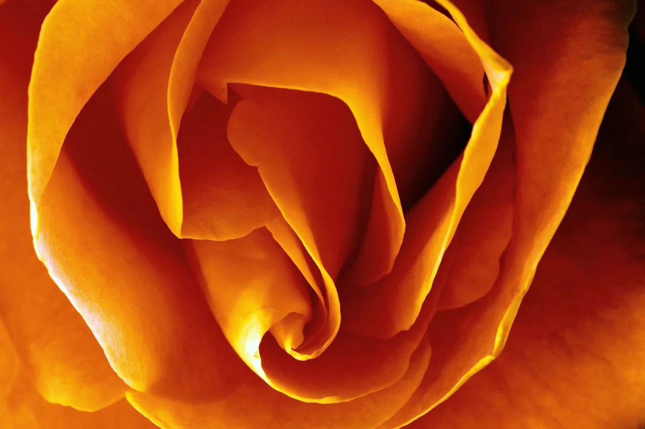 Turuncu Gül kanvas tablo