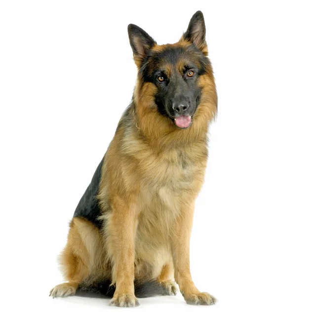 Alman Çoban Köpeği