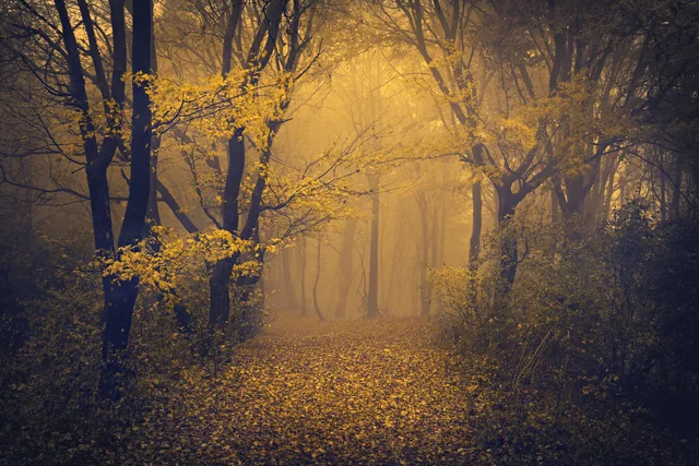 Sonbaharda Sisli Orman Patikası