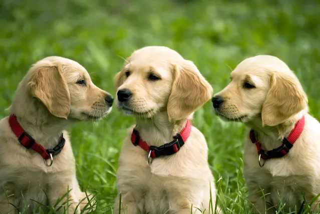 Üç Köpek