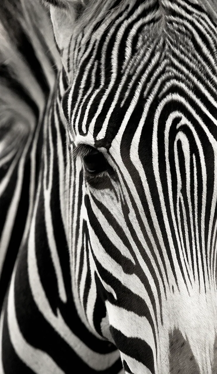 Zebra kanvas tablo