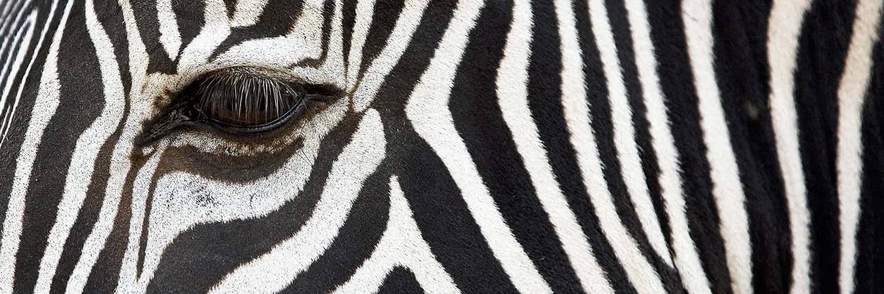 Zebra kanvas tablo